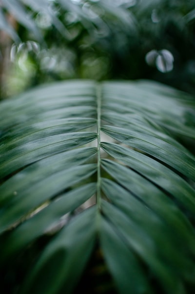 green-leafed植物
